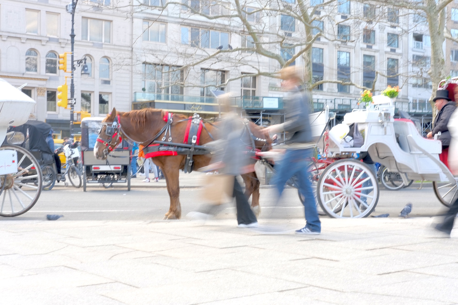 Horse and Carriage in Central Park