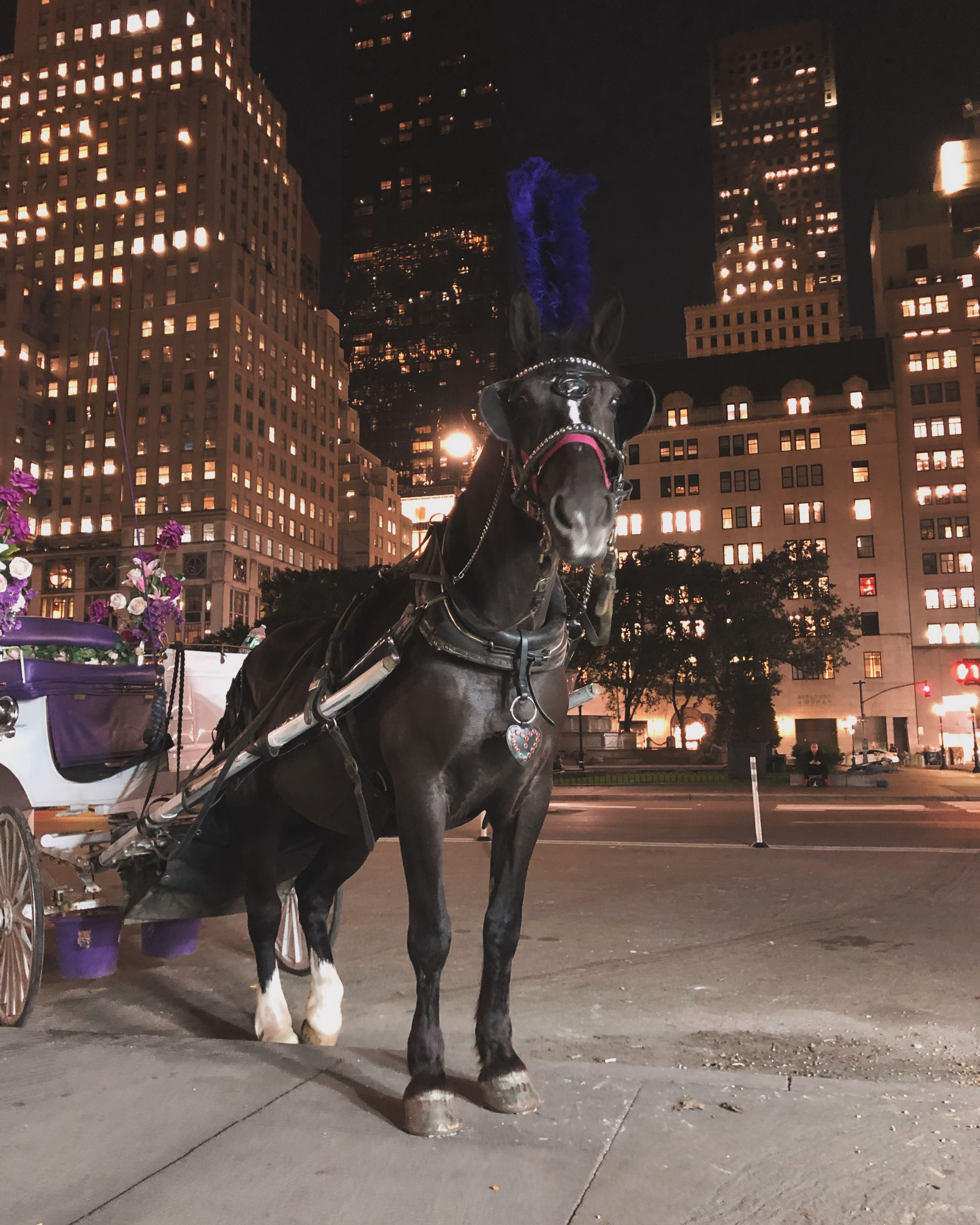 Horse Carriage in front of 59th street and 5th Avenue